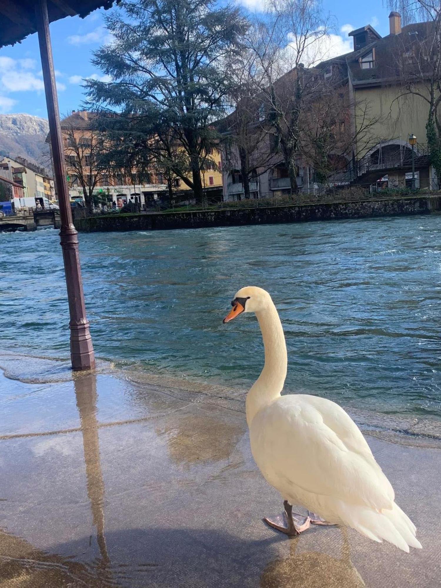 La Petite Venise Des Alpes, Ultra Centre 1 A 5 Pers Lejlighed Annecy Eksteriør billede